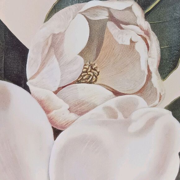 VTG Afternoon Magnolia Print By Waltraud Fuchs von Schwarzbek Matted & Framed - Picture 7 of 16